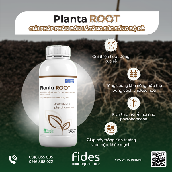 Ascophyllum Nodosum - Planta ROOT - Giải pháp phân bón lá tăng sức sống bộ rễ chứa hàm lượng hữu cơ cao có nguồn gốc từ thực vật