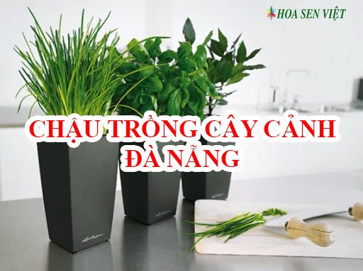 chau-trong-cay-canh-da-nang-3.jpg