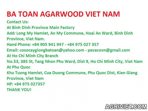 Agriviet.Com-BA_TOAN_AGARWOOD.jpg