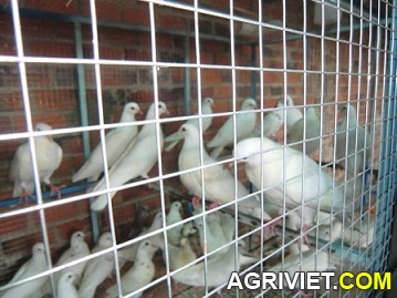 Agriviet.Com-CIMG1613.JPG