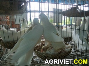 Agriviet.Com-CIMG1630.JPG