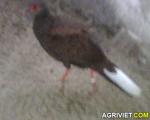 Agriviet.Com-IMG00185.jpg