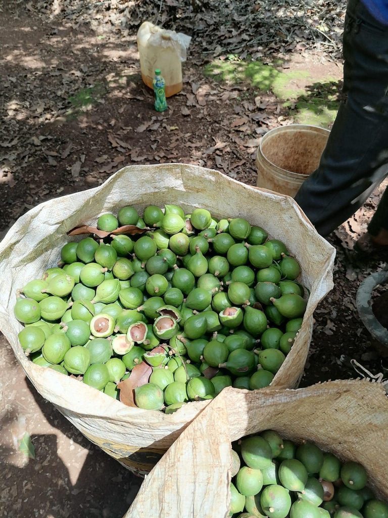 Hạt macca ăn sống được không?