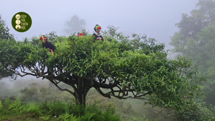 Trà Tây Côn Lĩnh Hà Giang