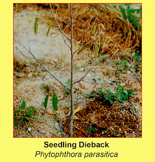 disease-seedling-dieback-phytophthora-parasitica.jpg