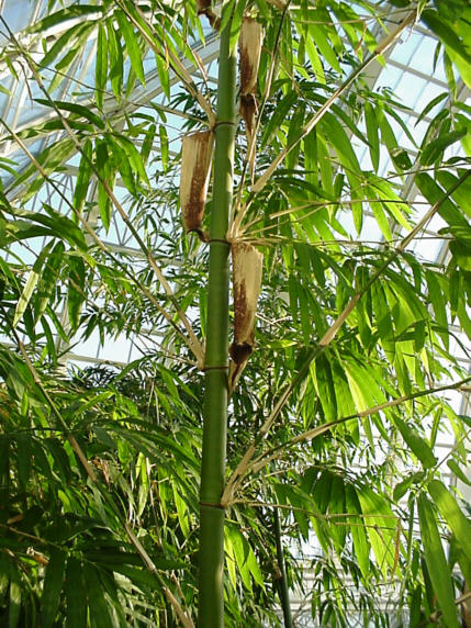 bambu-178852.jpg