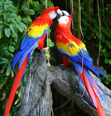 Scarlet+Macaw.jpg