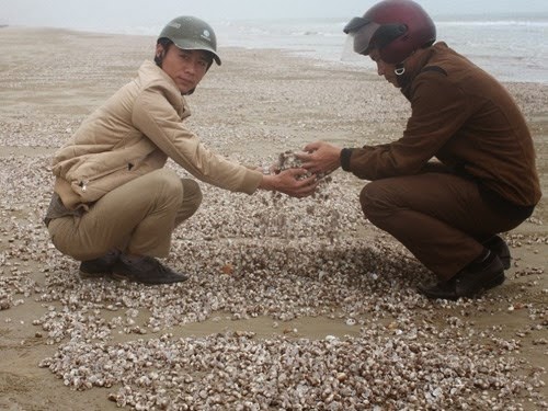 Ngao, sò chết trắng bờ biển do xả trộm chất thải độc hại?
