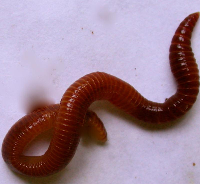 red-wiggler-worm.jpg