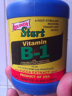 vitamin+b1+phong+lan.jpg