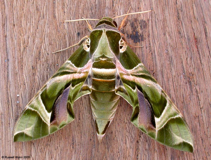 Oleander_Hawk-moth.jpg