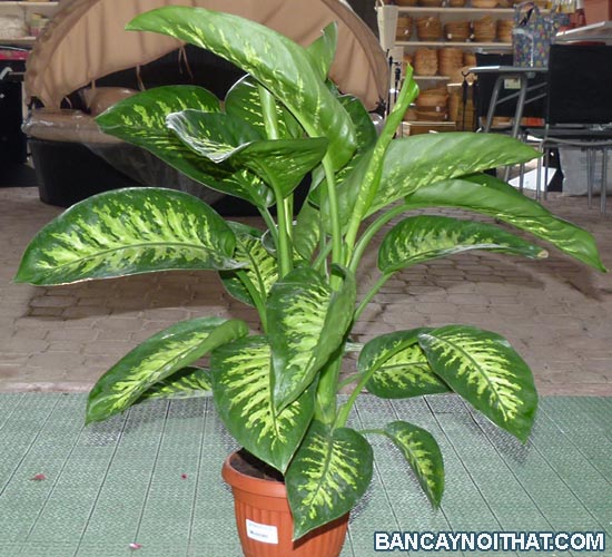 dieffenbachia_amoena_P1070086.jpg