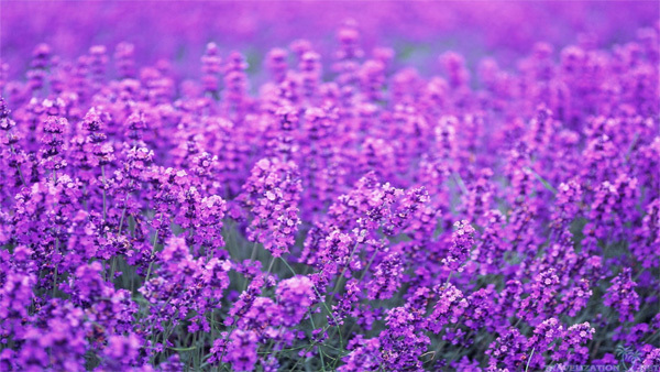 lavender11-112972-1368271553_600x0.jpg