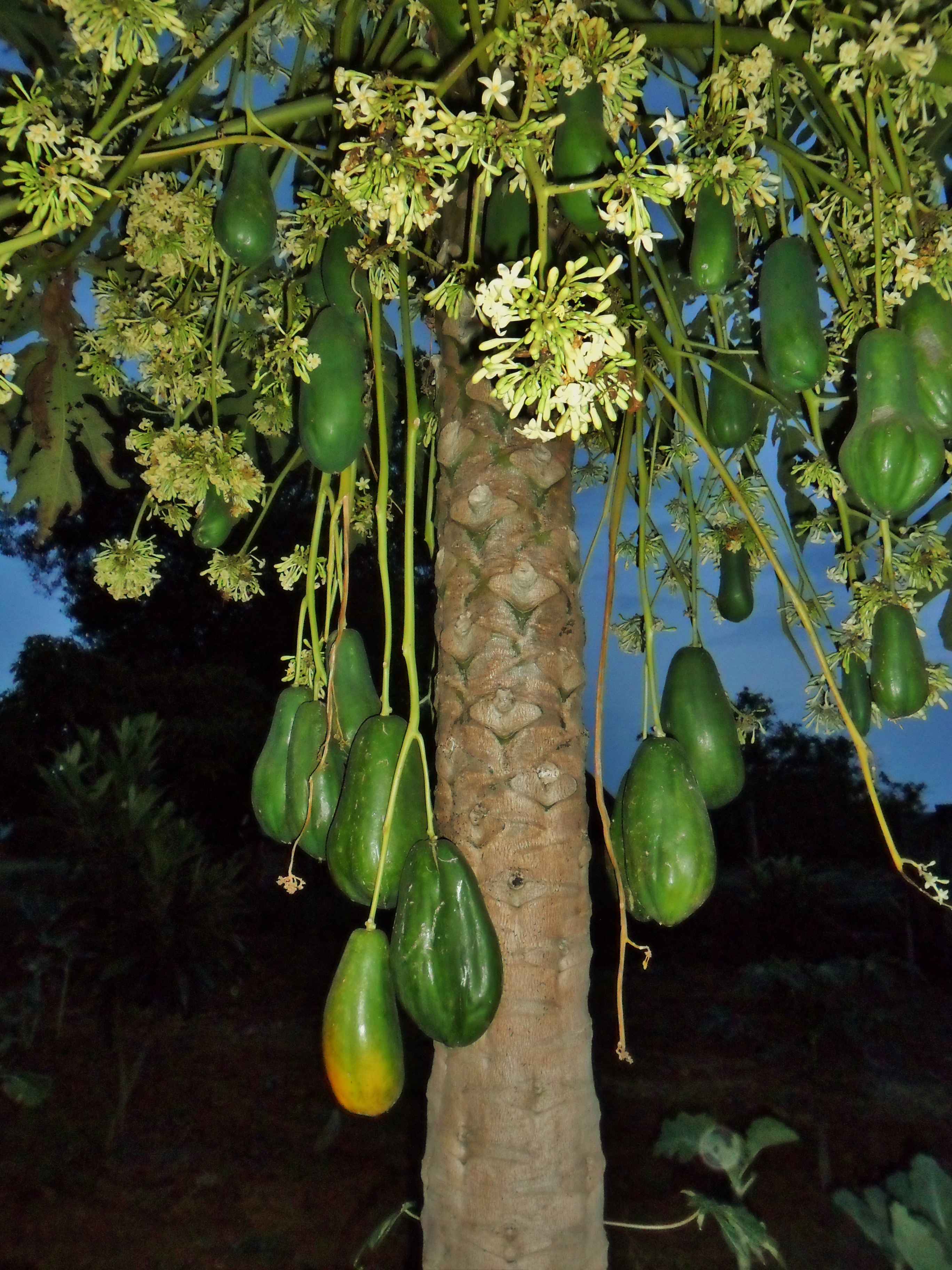 papaya_tree.jpg