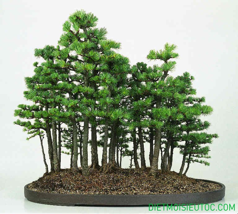 bonsai-dang-rung_12.jpg