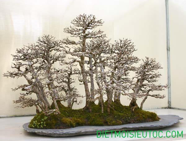bonsai-dang-rung_16.jpg