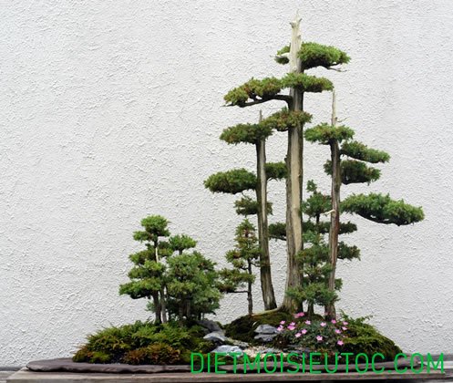 bonsai-dang-rung_18.jpg