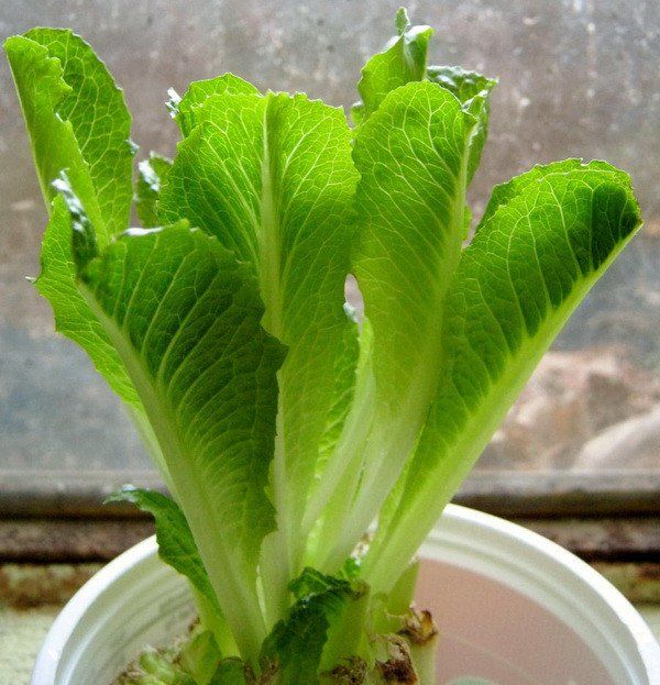 119a0b5747663bf3d513f06d2fc1c320-regrow-romaine-lettuce-the-time-now.jpg