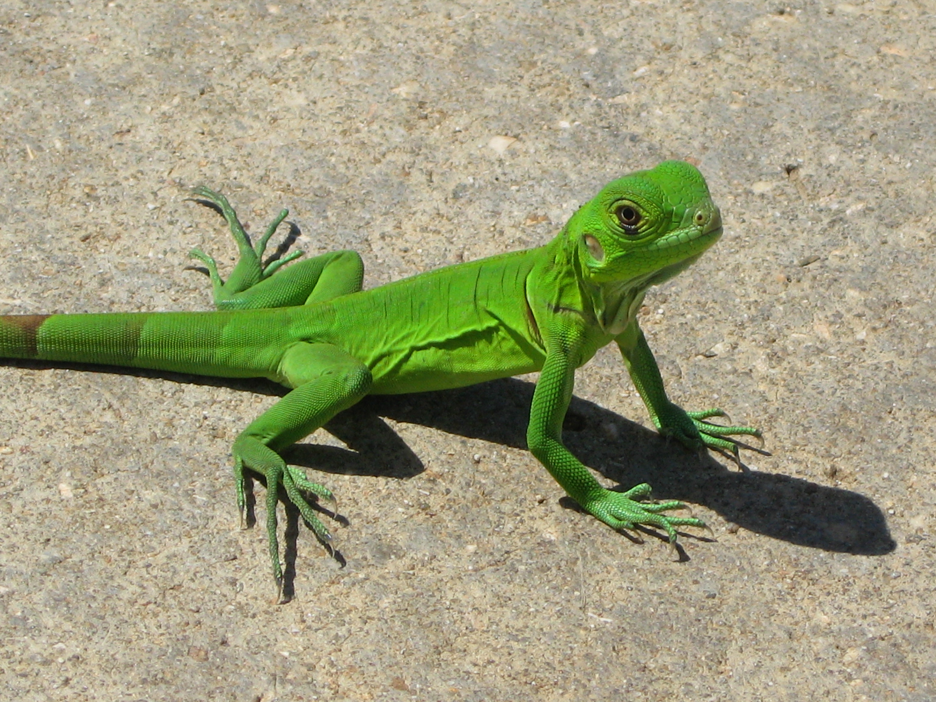 young-iguana.jpg