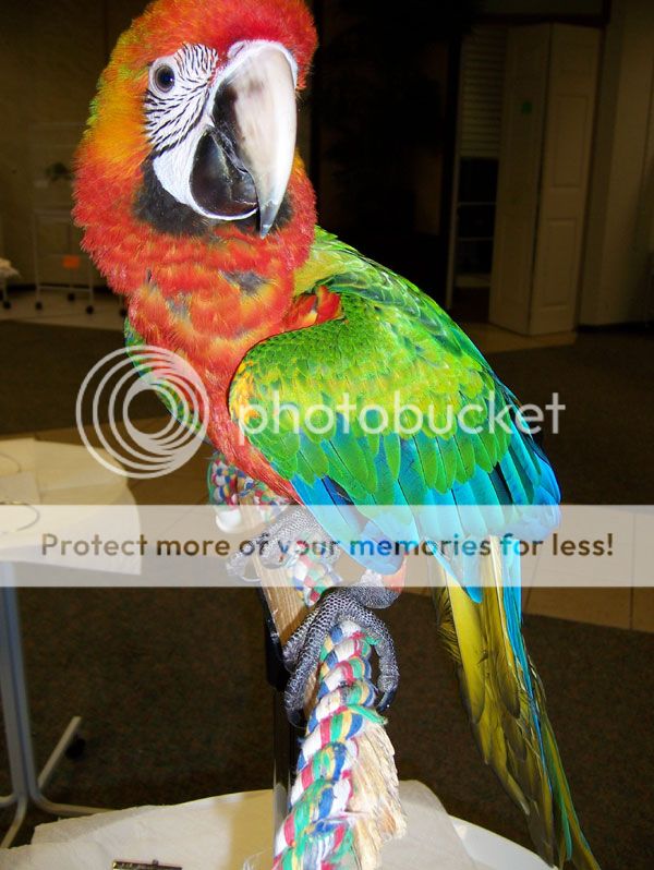 catablu-macaws.jpg