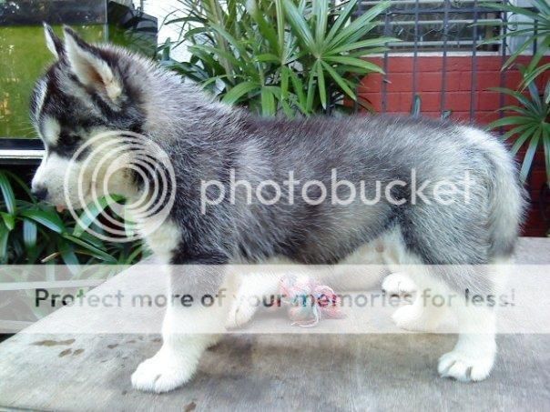 1305205066_199264684_1-Pictures-of--Show-quality-Siberian-Husky-Puppies-Available.jpg