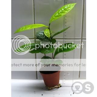 Potted-Camellia-sinensis.jpg