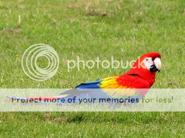 ScarletMacaw.jpg