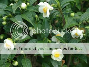 camellia_sinensis_2.jpg