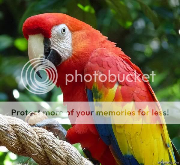 Vẹt Macaw Nam Mỹ | Đặc Điểm Giống Loài, Cách Nuôi & Chăm Sóc