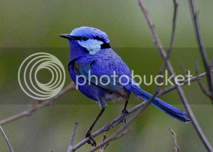 SuperbFairywren7.jpg