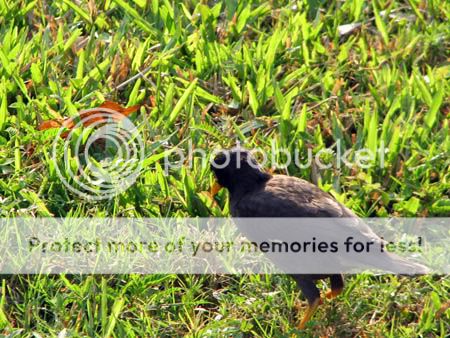 79+ hình ảnh chim sáo nâu và đen siêu cute dễ thương 2023 - ALONGWALKER