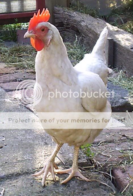 Leghorn-2.jpg