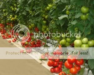 home-hydroponic-gardening-5.jpg