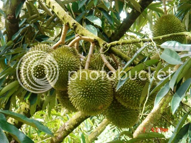 durian4-1.jpg