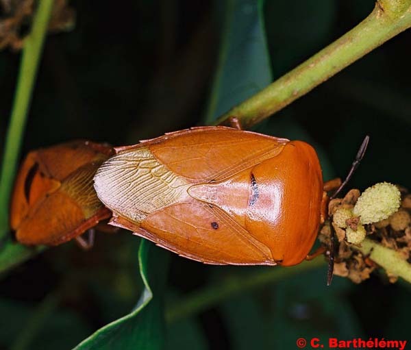 Pentatomidae-Tessaratoma%20papillosa-1.jpg