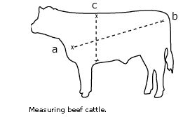 beef-diagram