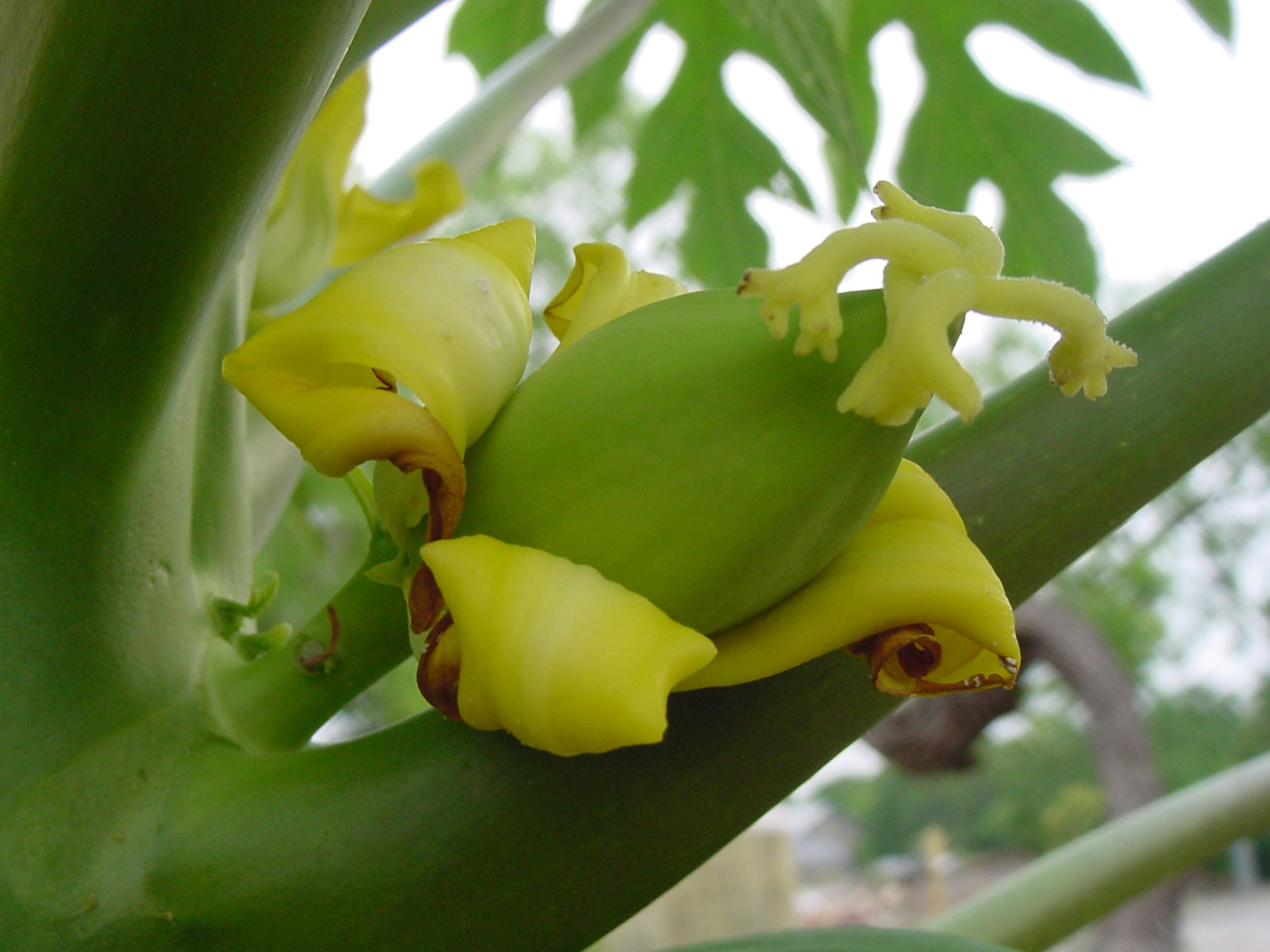 9.--Female-Papaya-bloom-close-up.jpg