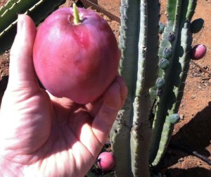 Cereus-aka-Apple-cactus-300x251.jpg