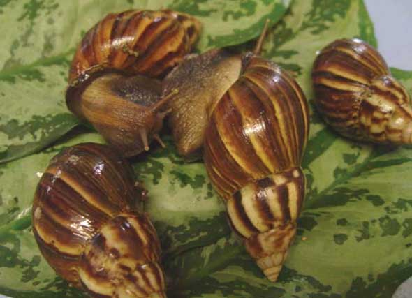 african-snail.jpg