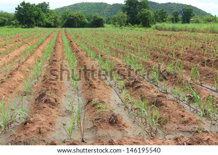 stock-photo-water-irrigation-system-on-a-field-with-a-sugar-cane-farm-plentifully-146195540.jpg