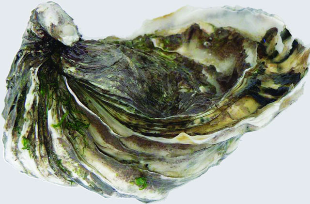 Hàu Olympia: Mối đe dọa kép từ axit hóa đại dương và ốc ăn thịt