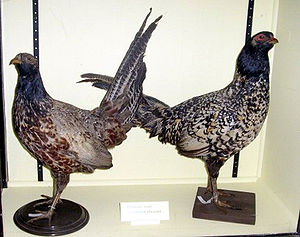 300px-Pheasant-hybrids.jpg