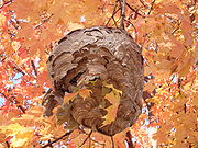 180px-DSC03204_-_wasp_colony_-_paper_pulp_nest_on_maple_tree_near_Maple_Lake_boating_center_-_IL_Rt-171_and_95th_St_2008Oct21.JPG
