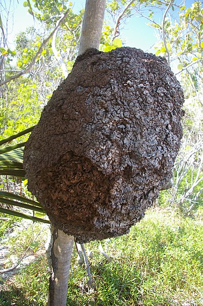 398px-Termite-nest-Tulum-Mexico.jpg