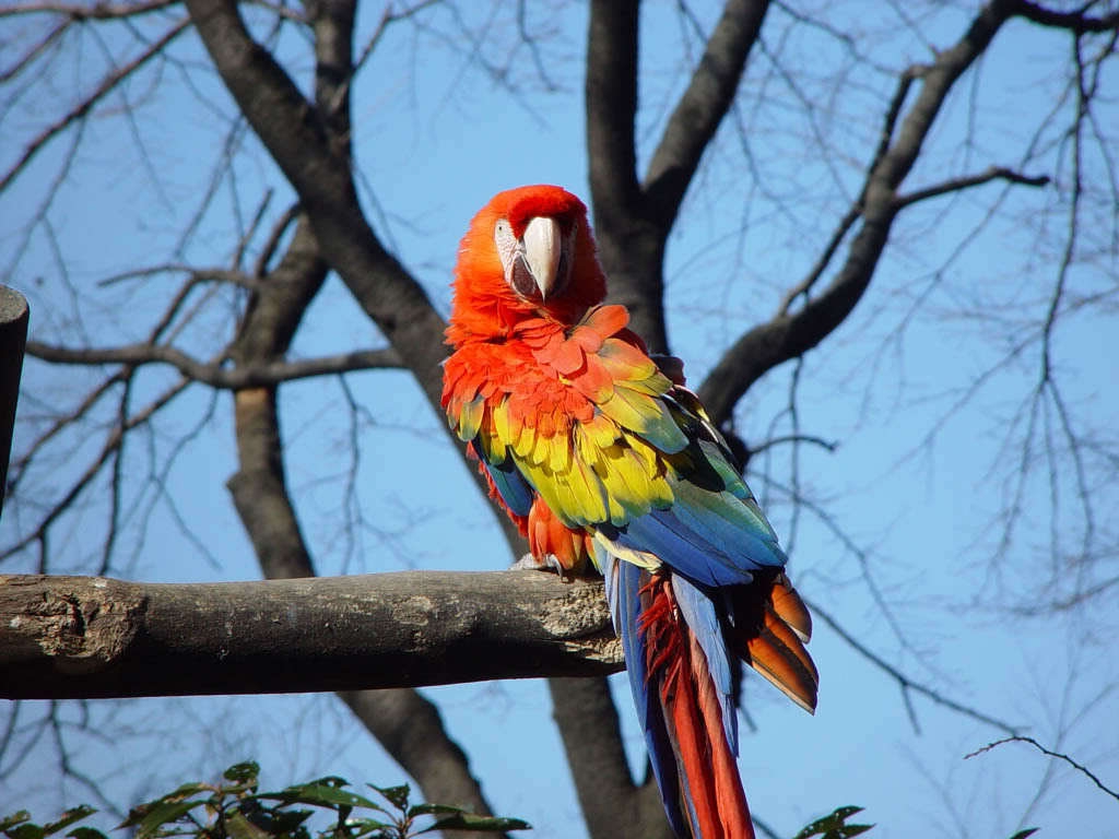 Scarlet-Macaw_3.jpg