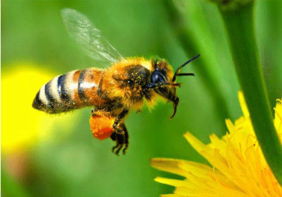 honeybee.gif