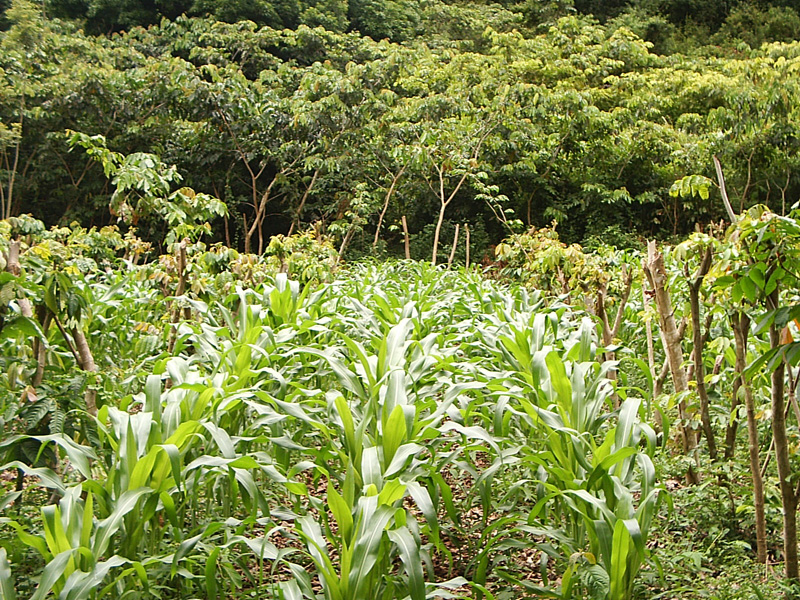 4-maize-growing1.jpg