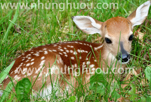 deer(huou_duc_giong).jpg