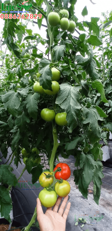 Sử dụng bạt phủ cho vườn cà chua sạch, sai trái