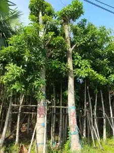 Cây Sala trồng công trình